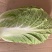 热销白菜山东白菜胶东特产基地直供