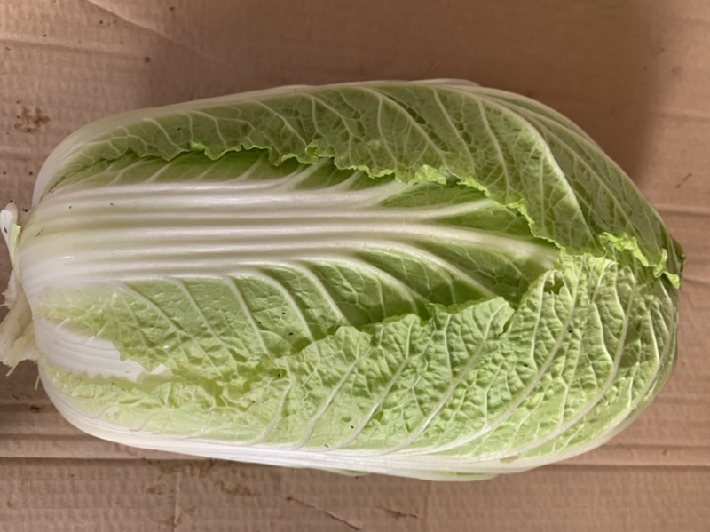 热销白菜山东白菜胶东特产基地直供