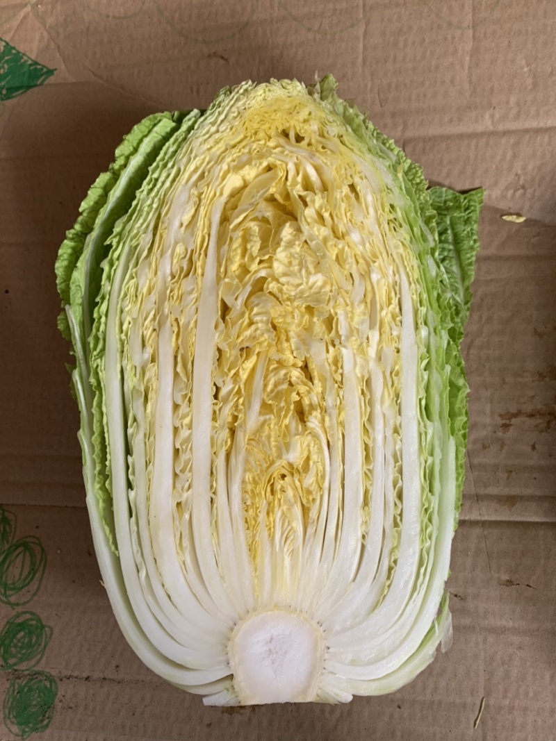 热销白菜山东白菜胶东特产基地直供