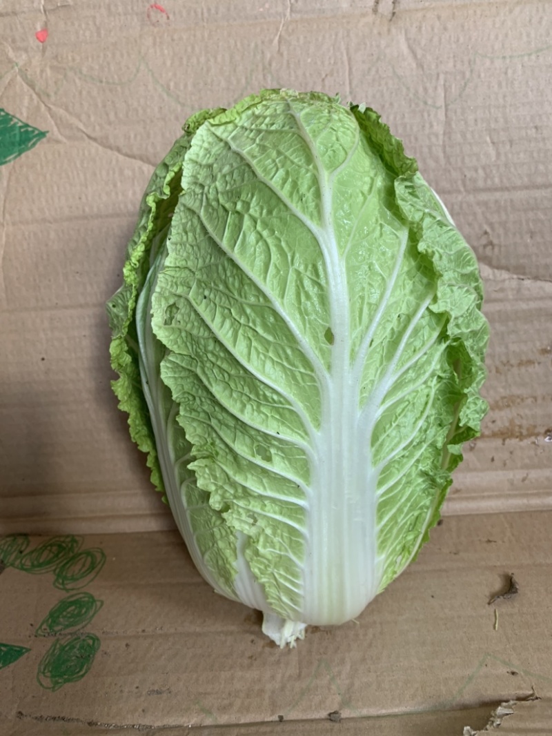 热销白菜山东白菜胶东特产基地直供