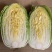 热销白菜山东白菜胶东特产基地直供