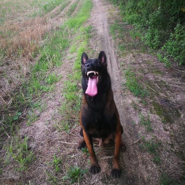 马犬爆红马犬工作犬护卫犬警犬军犬