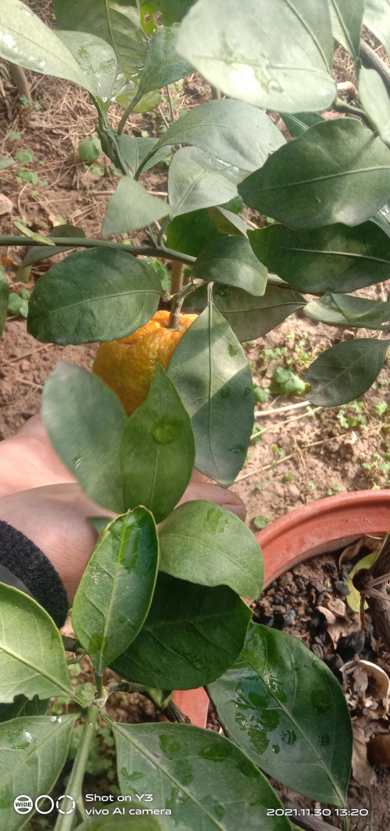 砂糖橘