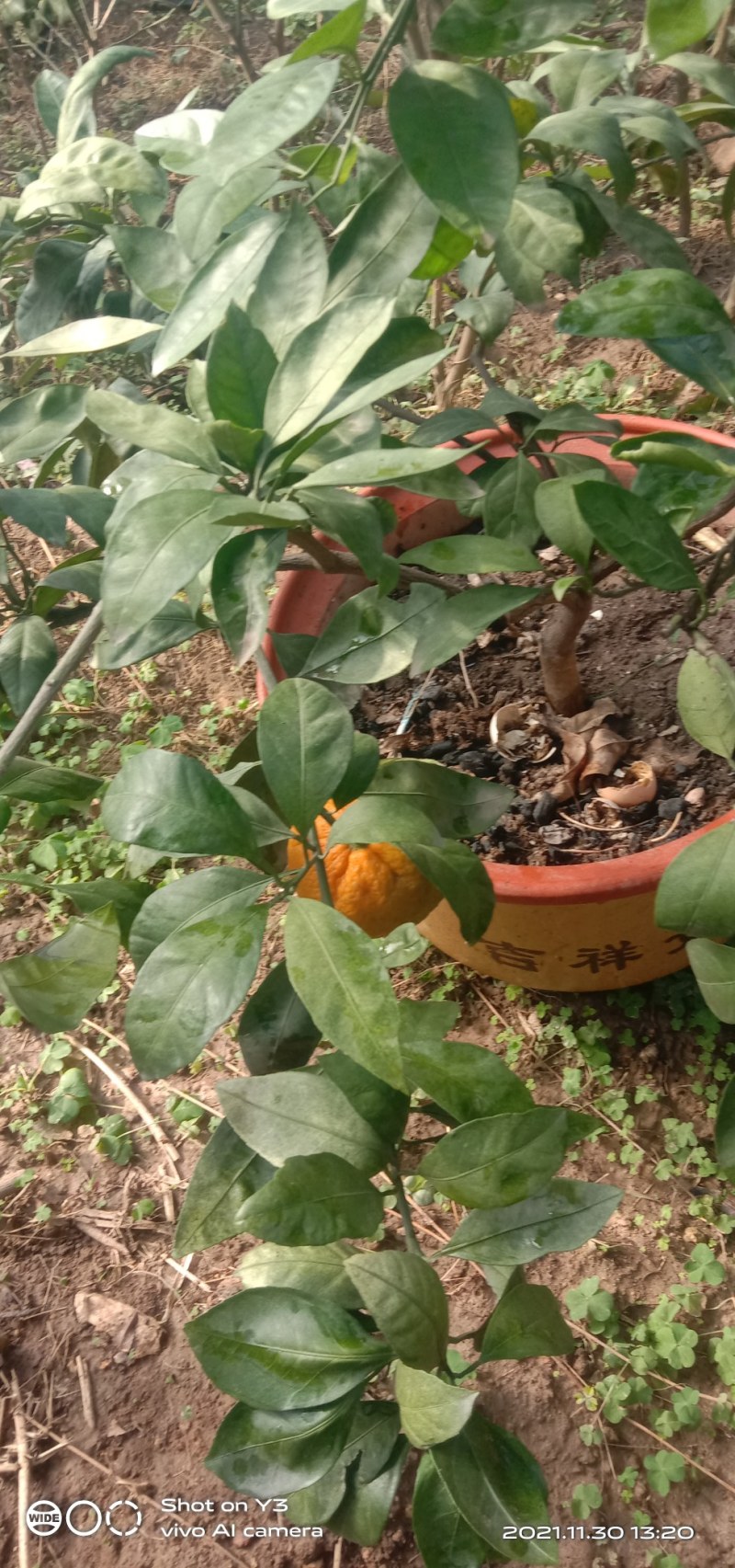 砂糖橘