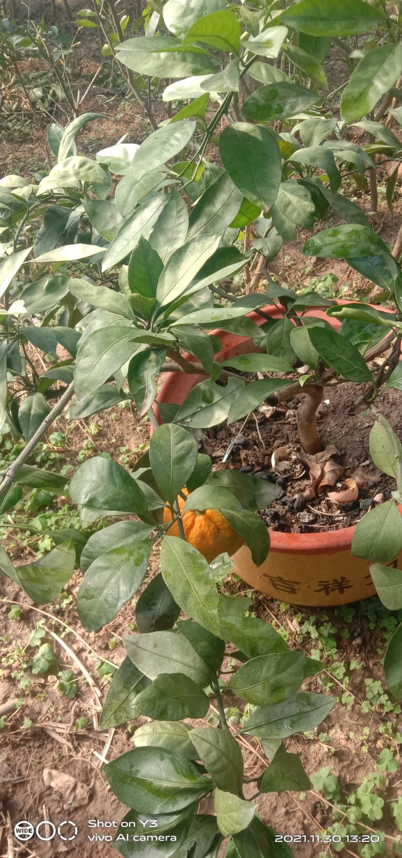 砂糖橘