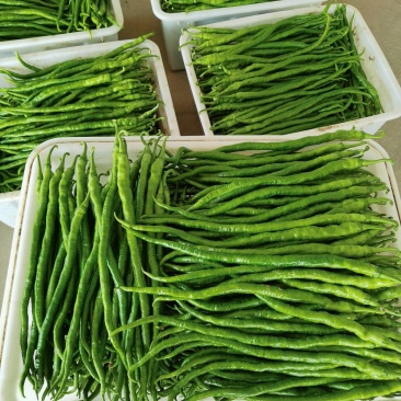 山东省兰陵县，优质线椒大量有货，色泽鲜艳，长度均匀