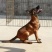 马犬爆红马犬工作犬护卫犬警犬军犬