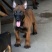 马犬爆红马犬工作犬护卫犬警犬军犬
