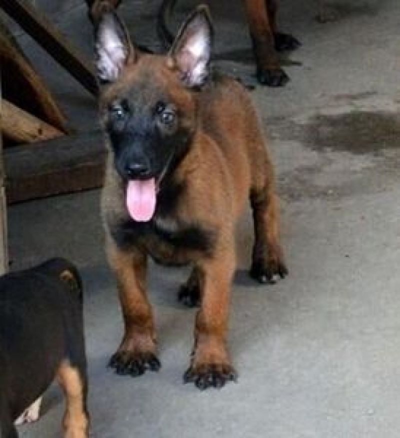 马犬爆红马犬工作犬护卫犬警犬军犬