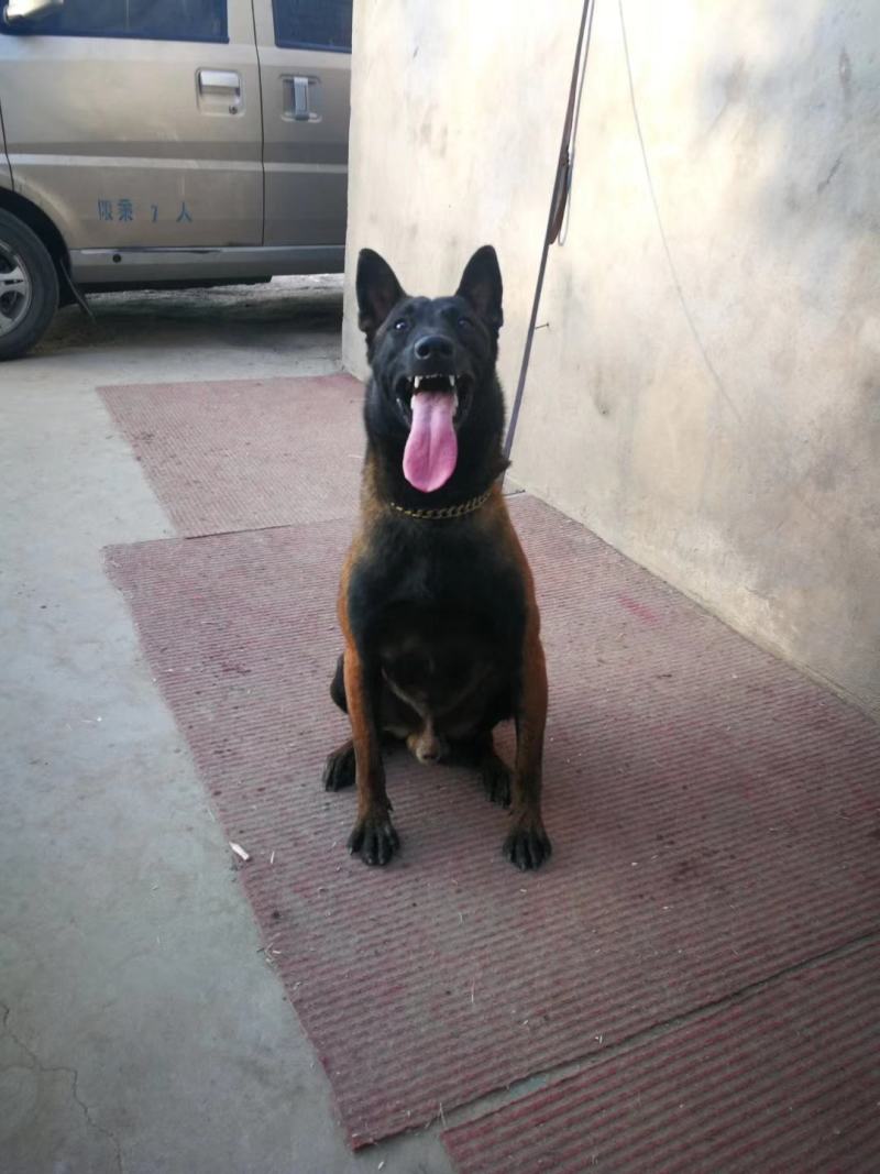 马犬爆红马犬工作犬护卫犬警犬军犬