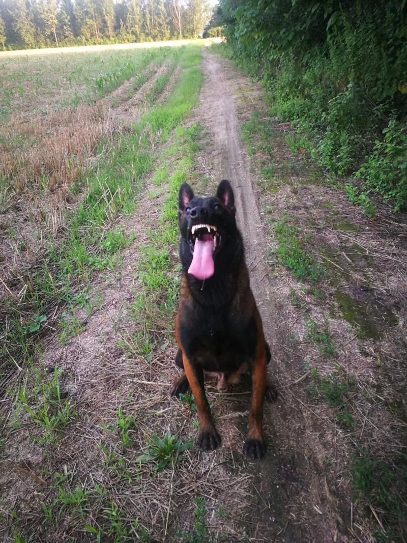 马犬爆红马犬工作犬护卫犬警犬军犬