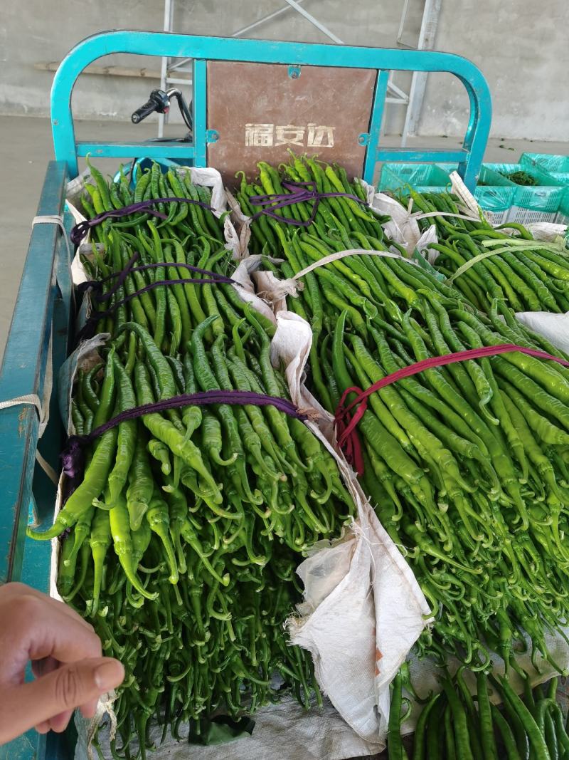 山东省兰陵县，优质线椒大量有货，色泽鲜艳，长度均匀