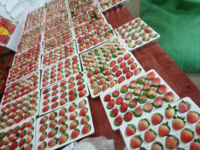 四川大凉山阳光草莓产地直销一手货源支持市场批发