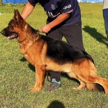 德国牧羊犬警犬大型护卫犬军犬缉毒犬工作犬家庭伴侣犬