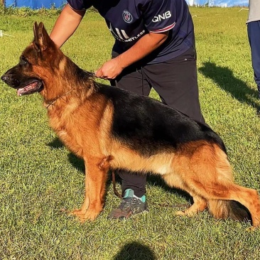 德国牧羊犬警犬大型护卫犬军犬缉毒犬工作犬家庭伴侣犬