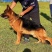 德国牧羊犬警犬大型护卫犬军犬缉毒犬工作犬家庭伴侣犬