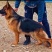 德国牧羊犬警犬大型护卫犬军犬缉毒犬工作犬家庭伴侣犬