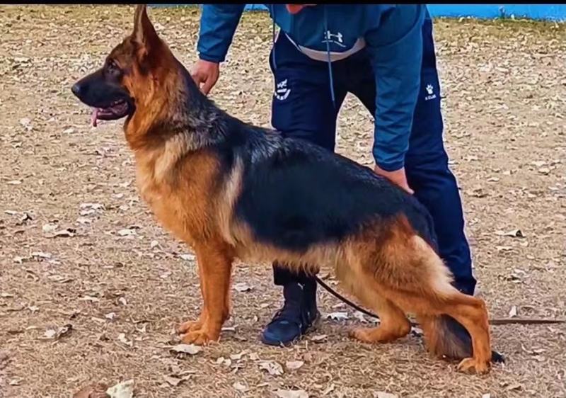 德国牧羊犬警犬大型护卫犬军犬缉毒犬工作犬家庭伴侣犬