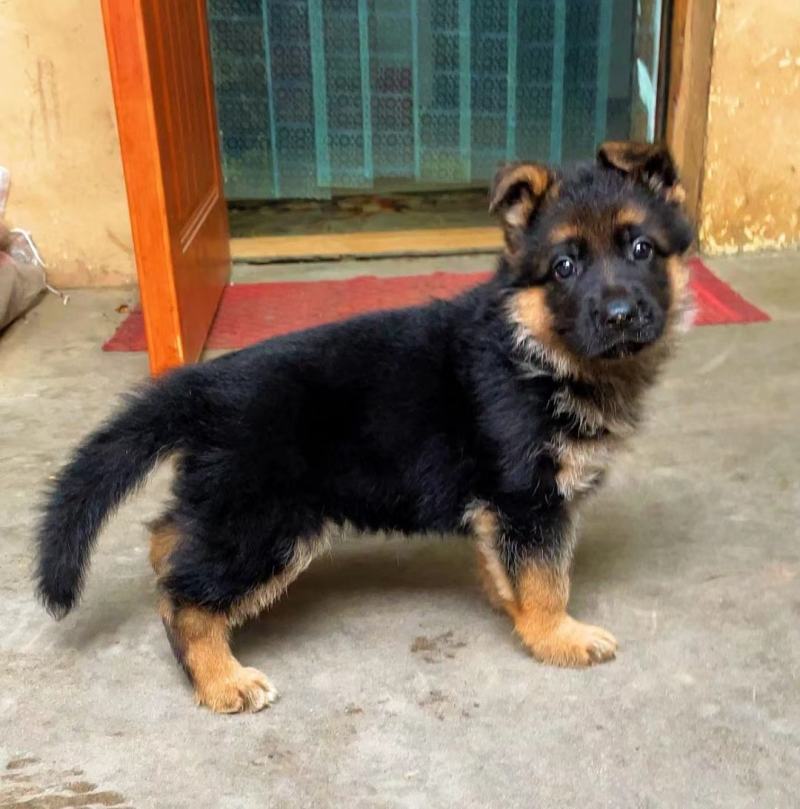 德国牧羊犬警犬大型护卫犬军犬缉毒犬工作犬家庭伴侣犬