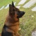 德国牧羊犬警犬大型护卫犬军犬缉毒犬工作犬家庭伴侣犬