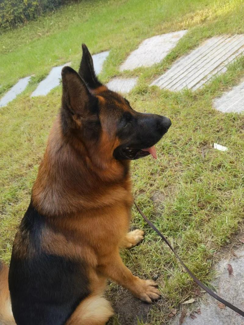 德国牧羊犬警犬大型护卫犬军犬缉毒犬工作犬家庭伴侣犬