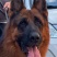 德国牧羊犬警犬大型护卫犬军犬缉毒犬工作犬家庭伴侣犬