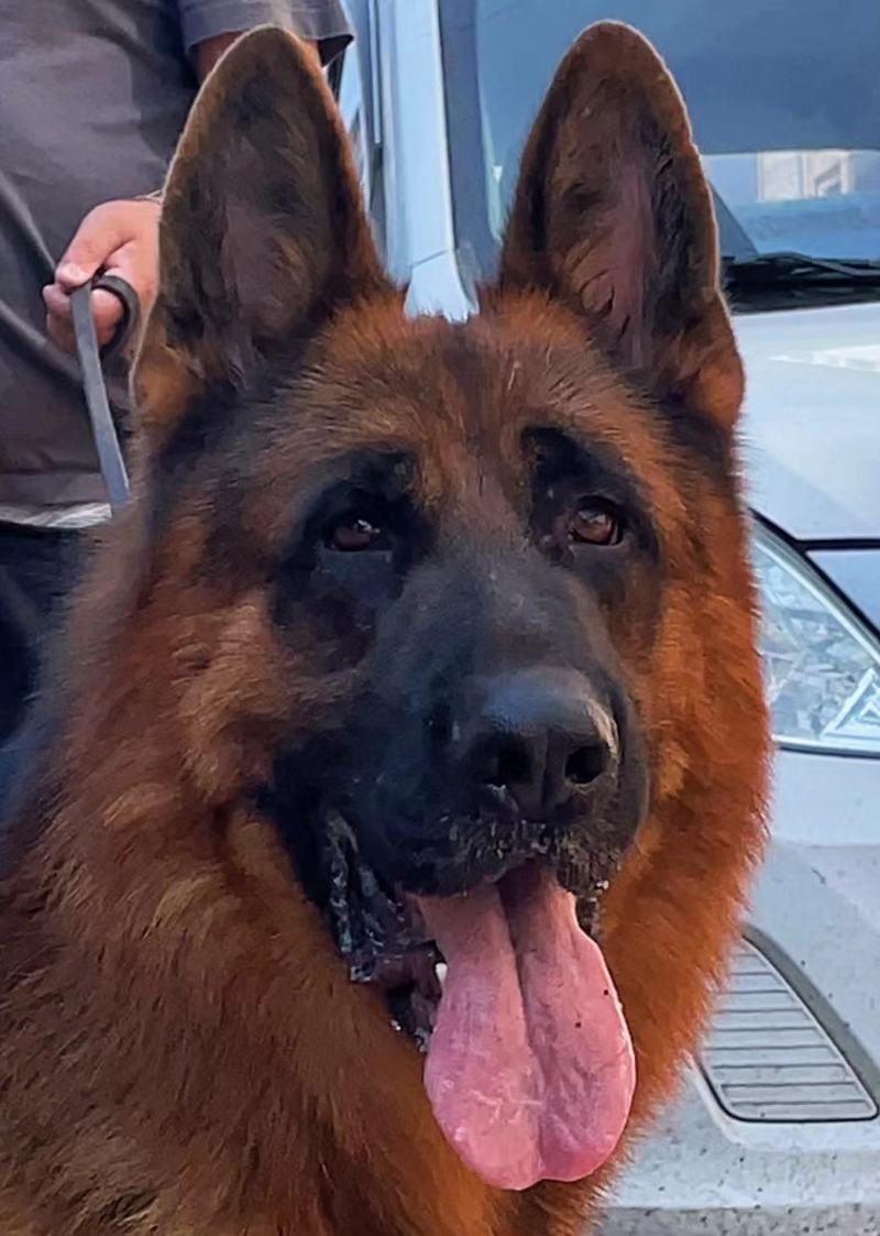 德国牧羊犬警犬大型护卫犬军犬缉毒犬工作犬家庭伴侣犬