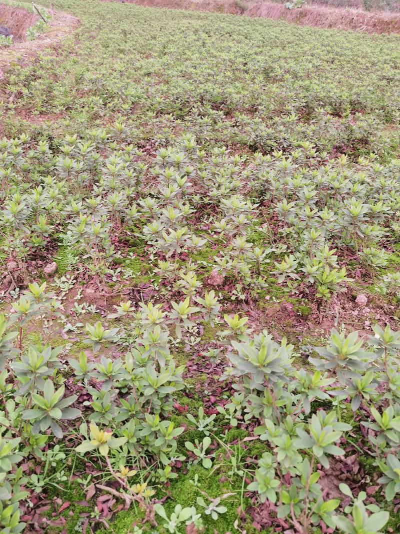 重庆批发杜鹃苗杜鹃花苗毛鹃苗春鹃苗映山红西洋鹃量大优惠