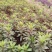 重庆批发杜鹃苗杜鹃花苗毛鹃苗春鹃苗映山红西洋鹃量大优惠