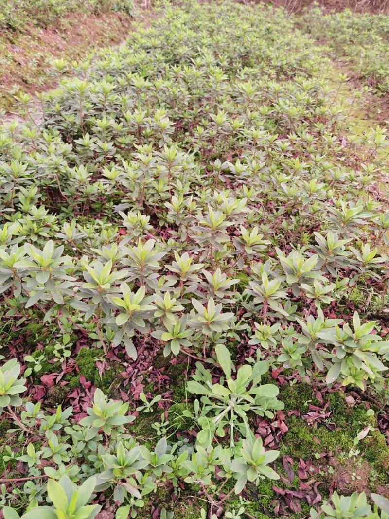 重庆批发杜鹃苗杜鹃花苗毛鹃苗春鹃苗映山红西洋鹃量大优惠
