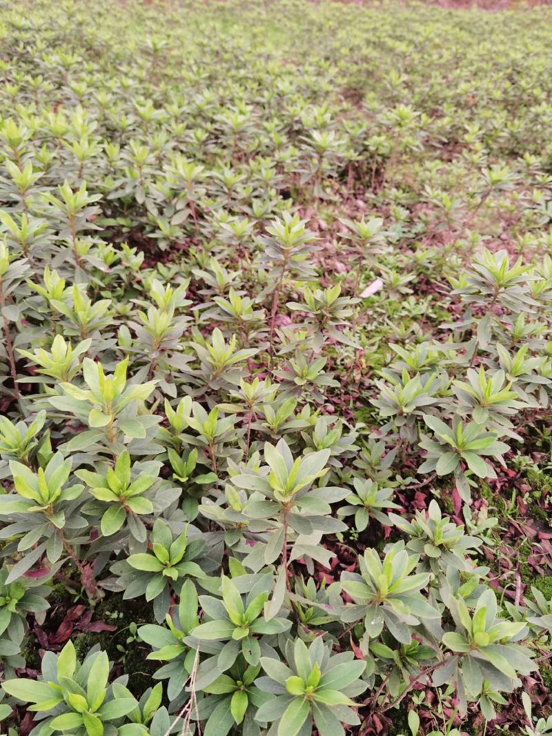 重庆批发杜鹃苗杜鹃花苗毛鹃苗春鹃苗映山红西洋鹃量大优惠