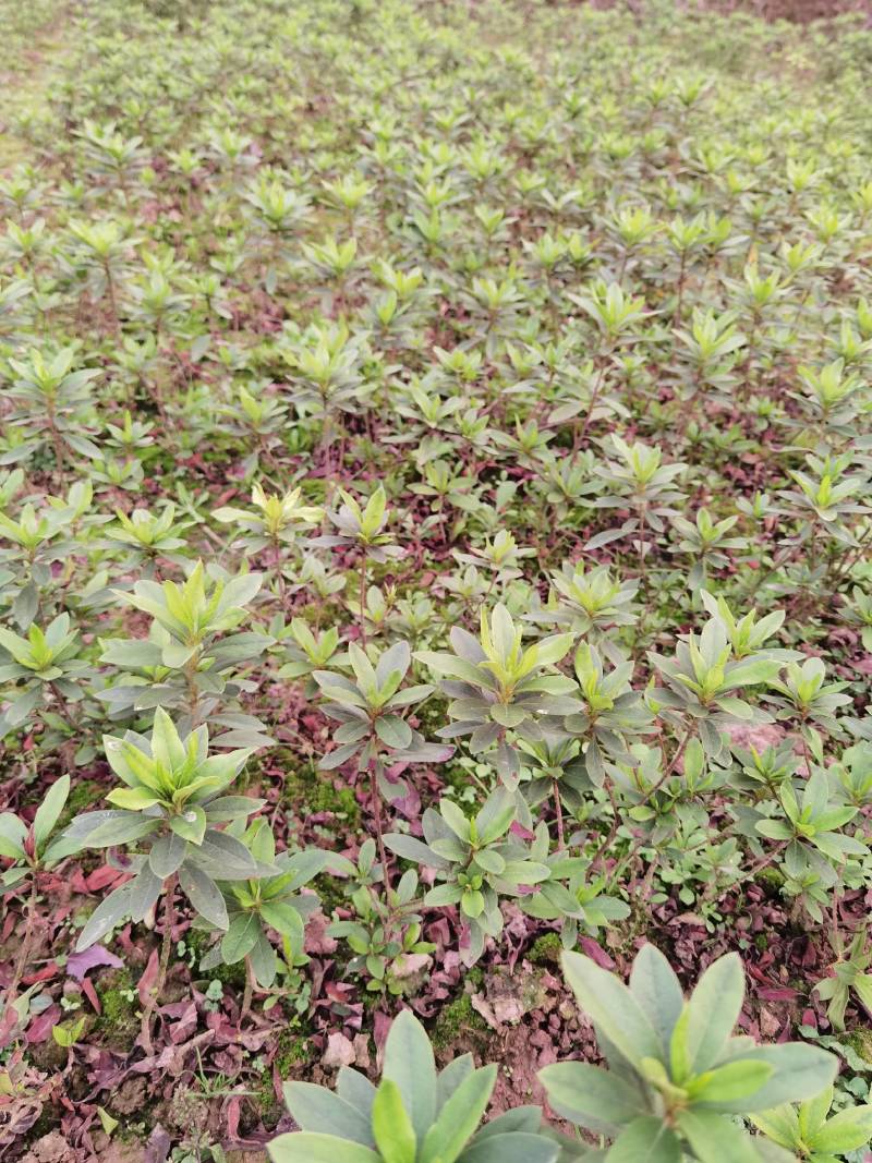 重庆批发杜鹃苗杜鹃花苗毛鹃苗春鹃苗映山红西洋鹃量大优惠