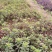 重庆批发杜鹃苗杜鹃花苗毛鹃苗春鹃苗映山红西洋鹃量大优惠