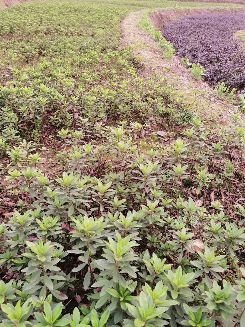 重庆批发杜鹃苗杜鹃花苗毛鹃苗春鹃苗映山红西洋鹃量大优惠