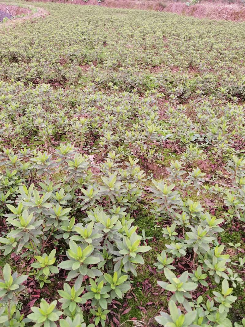 重庆批发杜鹃苗杜鹃花苗毛鹃苗春鹃苗映山红西洋鹃量大优惠