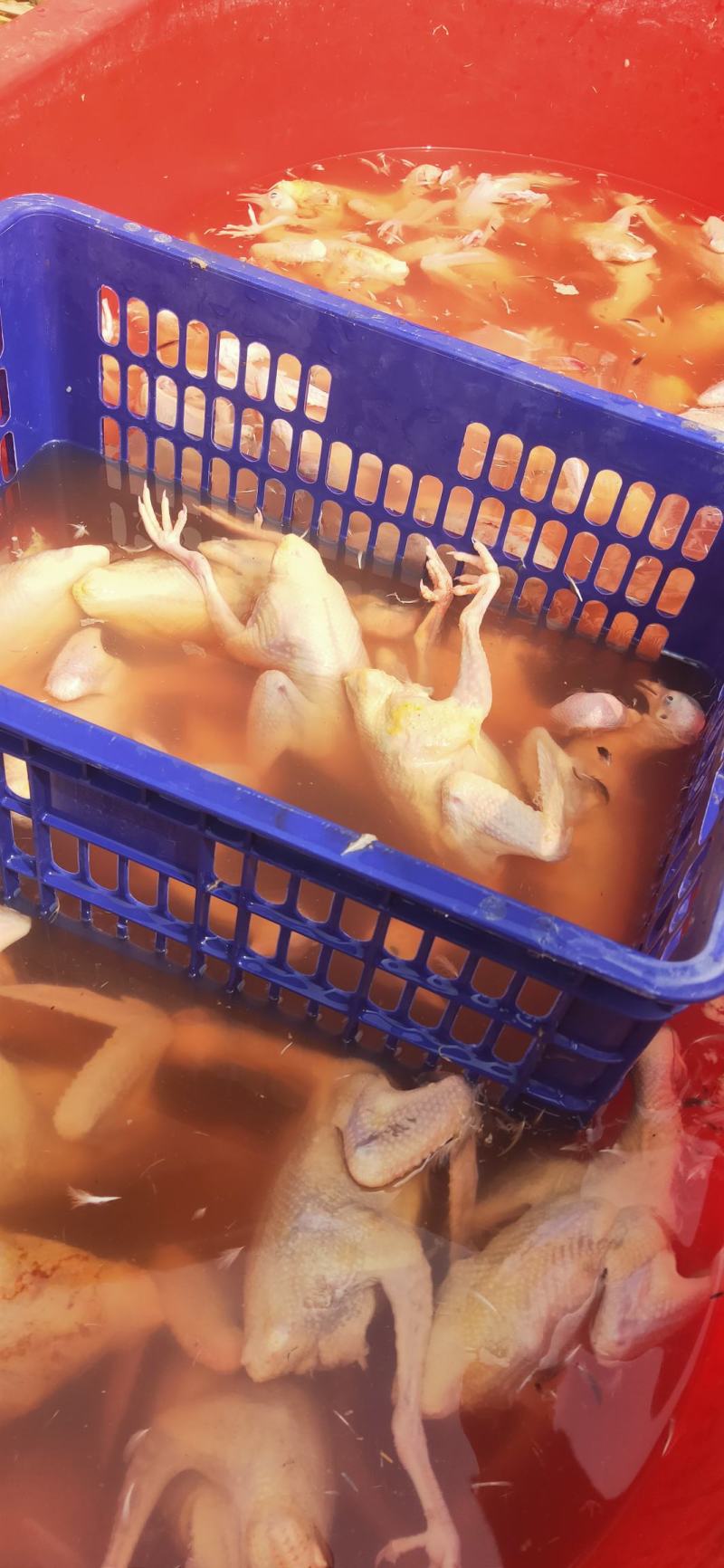 老鸽子货源充足有需要的老板下单请说在一亩田上看到的