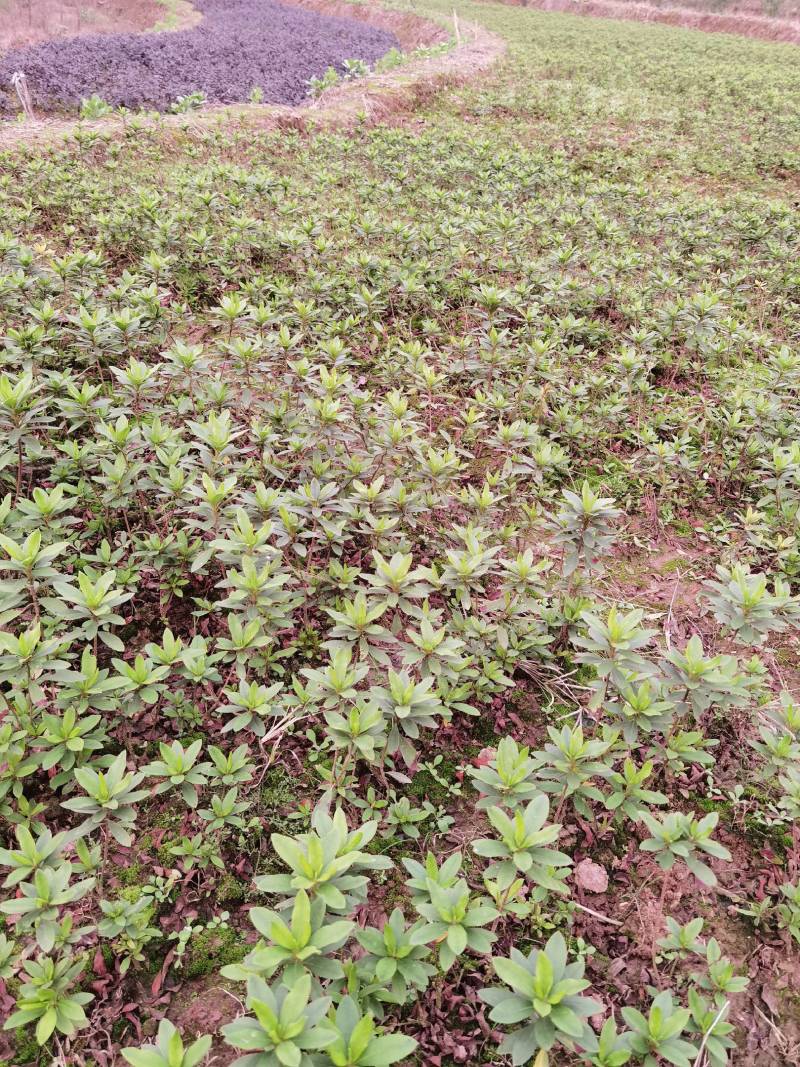 重庆批发杜鹃苗杜鹃花苗毛鹃苗春鹃苗映山红西洋鹃量大优惠
