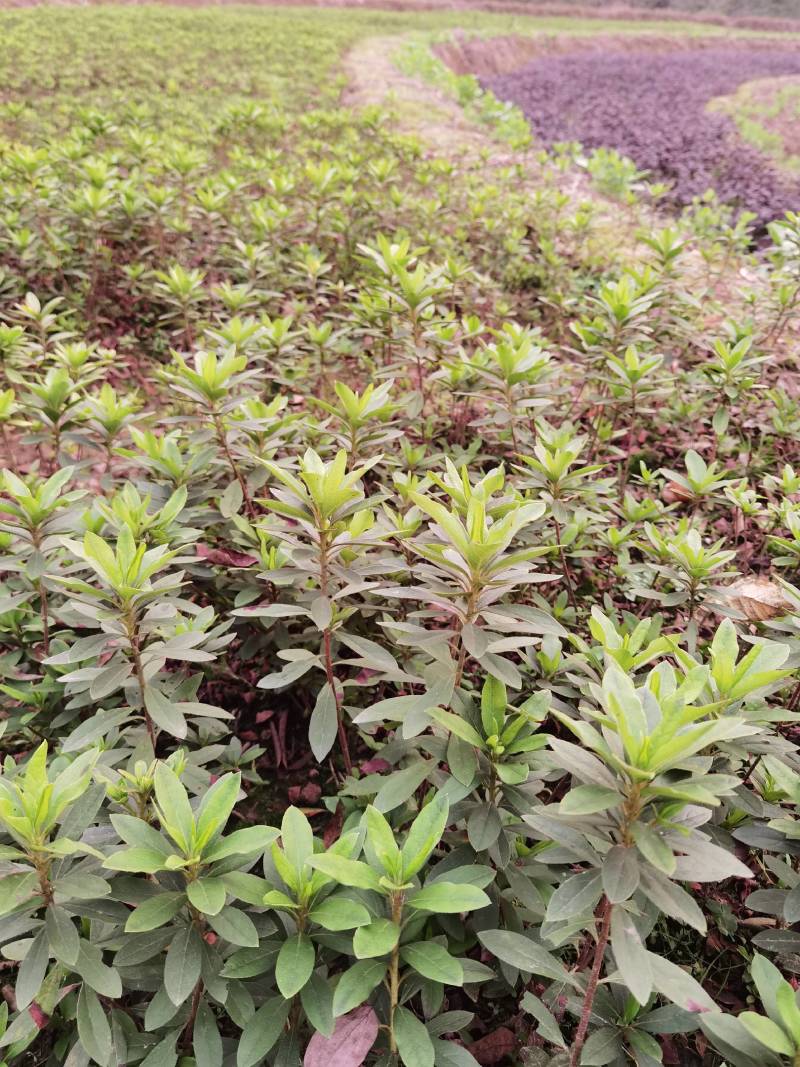 重庆批发杜鹃苗杜鹃花苗毛鹃苗春鹃苗映山红西洋鹃量大优惠