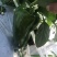 【现摘现发】新鲜蔬菜农家自种薄皮圆椒……量大从优