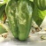 【现摘现发】新鲜蔬菜农家自种薄皮圆椒……量大从优