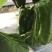【现摘现发】新鲜蔬菜农家自种薄皮圆椒……量大从优