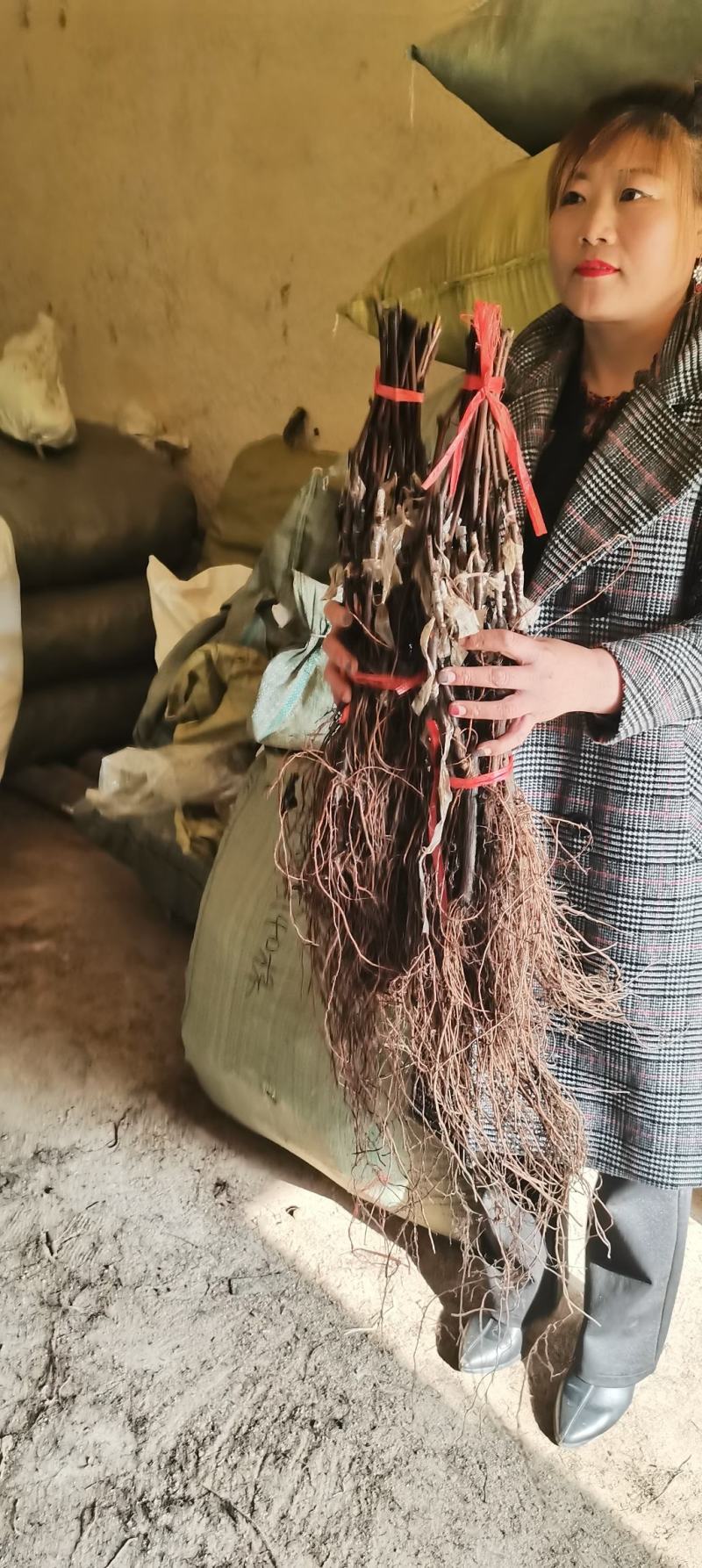 红提葡萄苗，又名睌红葡萄。大棚陆地都可以栽植
