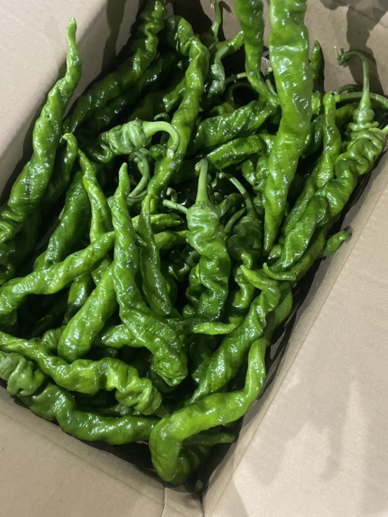 新鲜蔬菜鲜辣椒批发螺丝椒现摘薄皮青尖椒皱皮椒