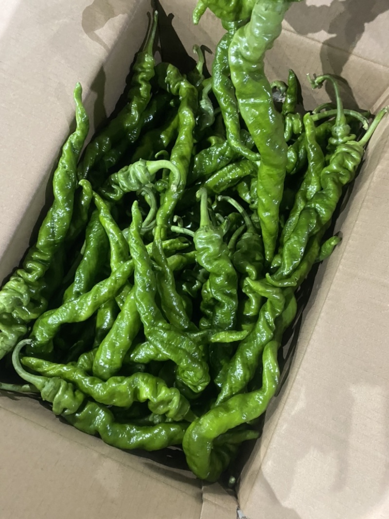 新鲜蔬菜鲜辣椒批发螺丝椒现摘薄皮青尖椒皱皮椒