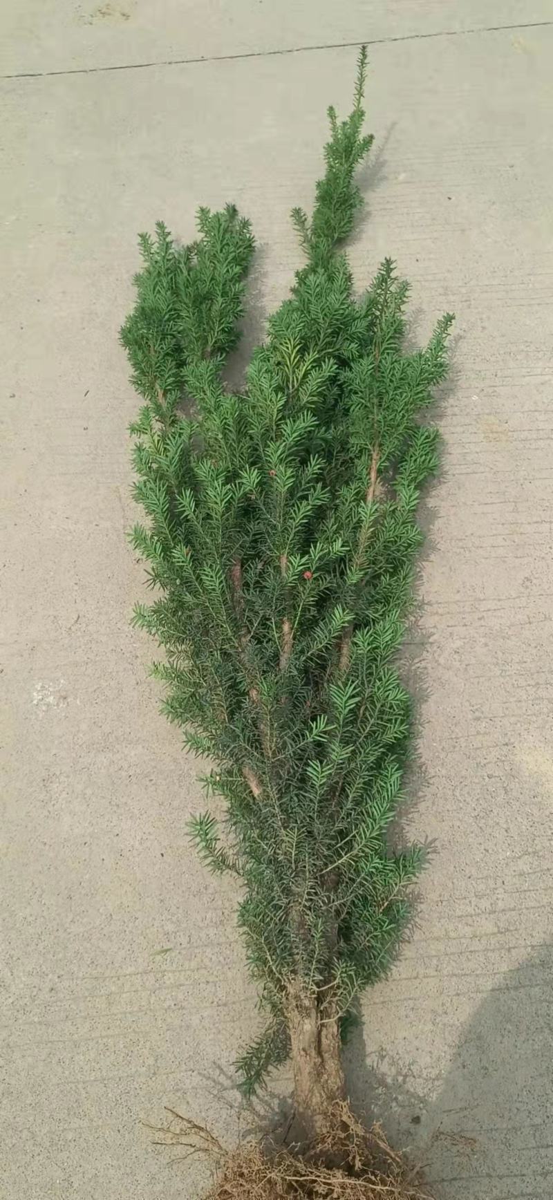 曼地亚红豆杉大量处理