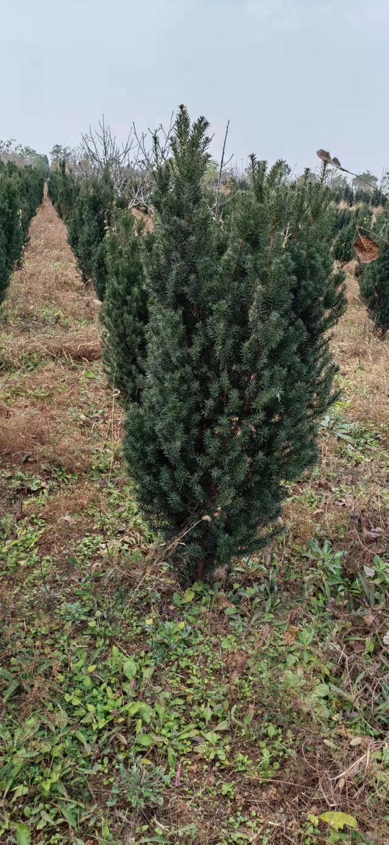 曼地亚红豆杉大量处理