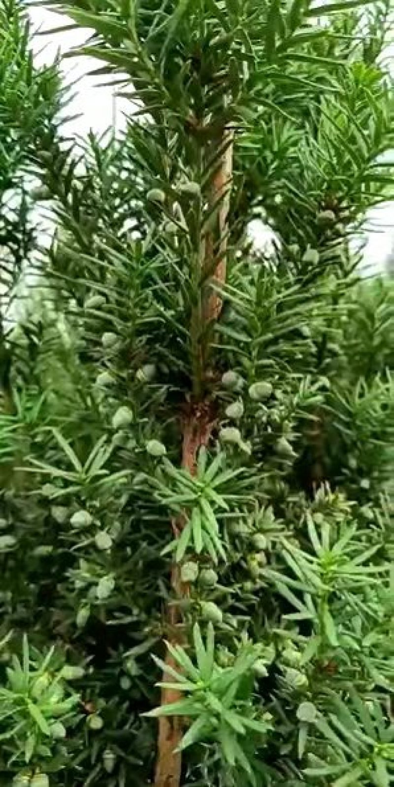曼地亚红豆杉大量处理