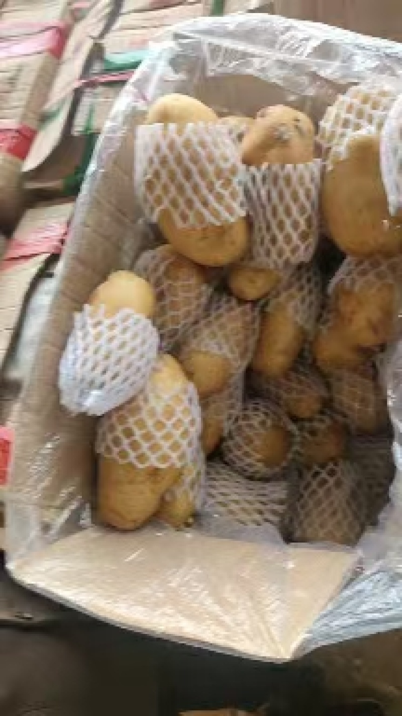 冷库荷兰十五土豆v7土豆大量出库，产地直发，全国发货
