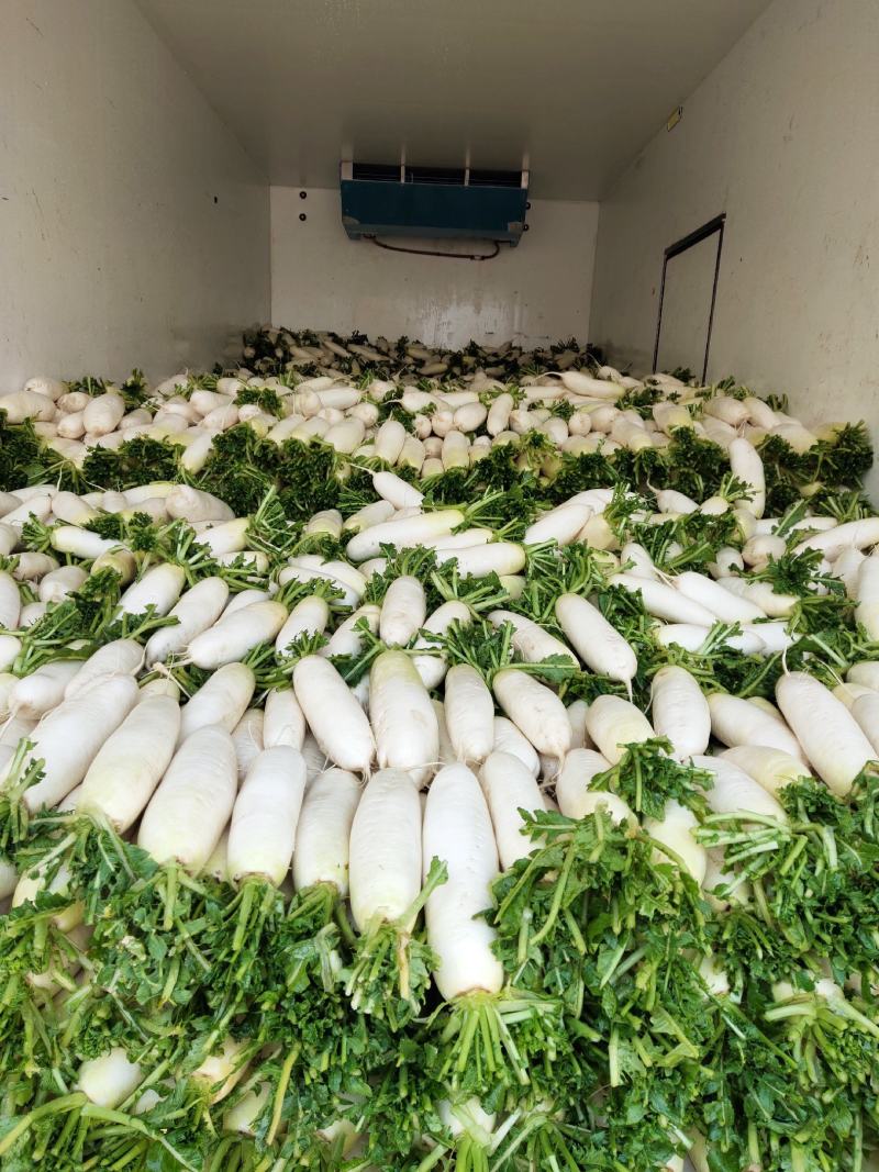 白罗卜301白萝卜山东白萝卜产地直发一手货源