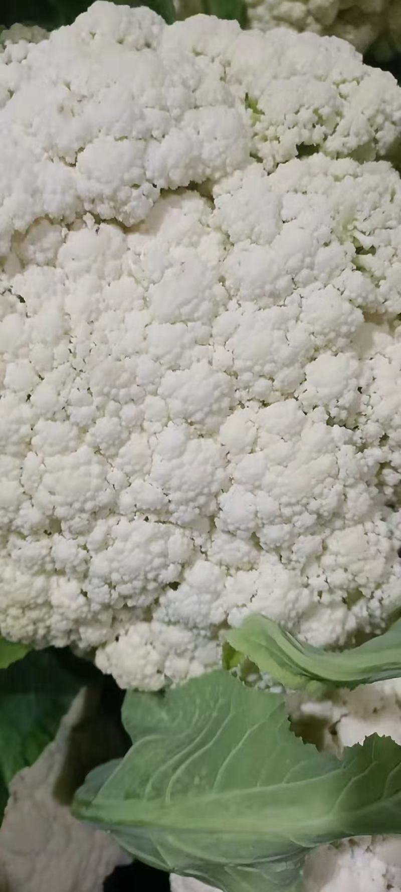 邯郸精品有机花大量上市货源充足联系我时请说是在一亩田上看